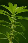 Amaranthus thunbergii