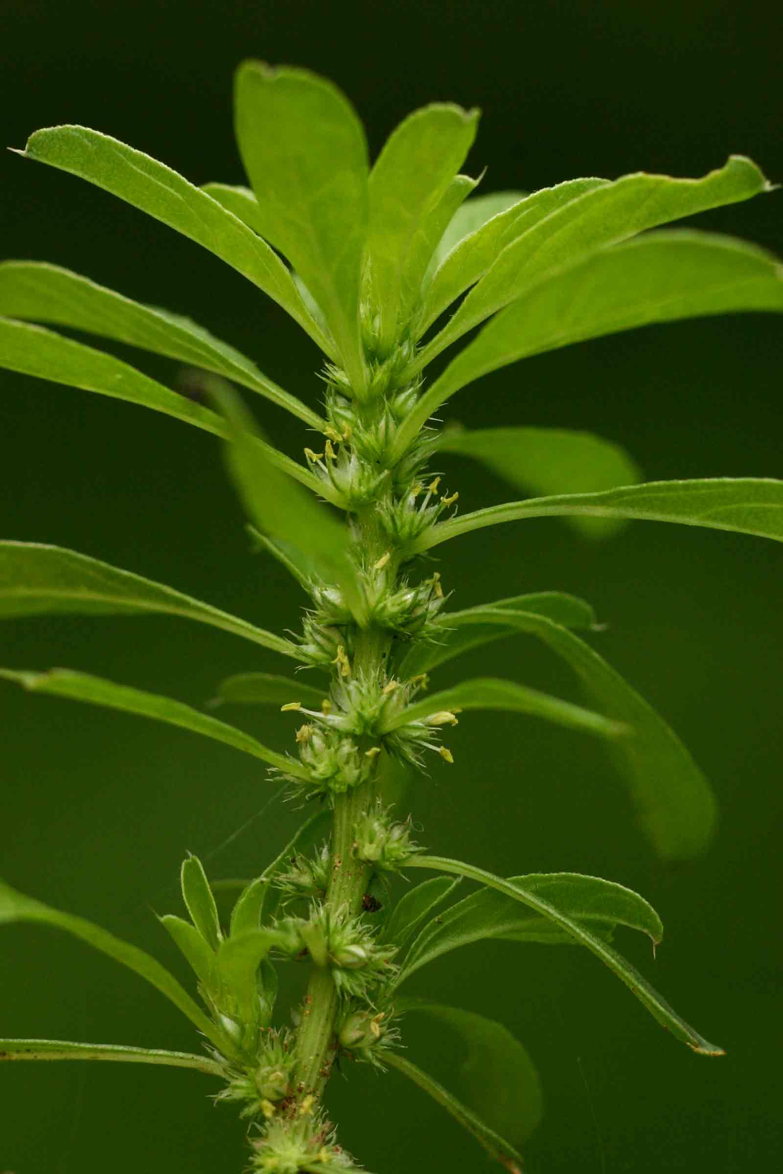 Amaranthus thunbergii
