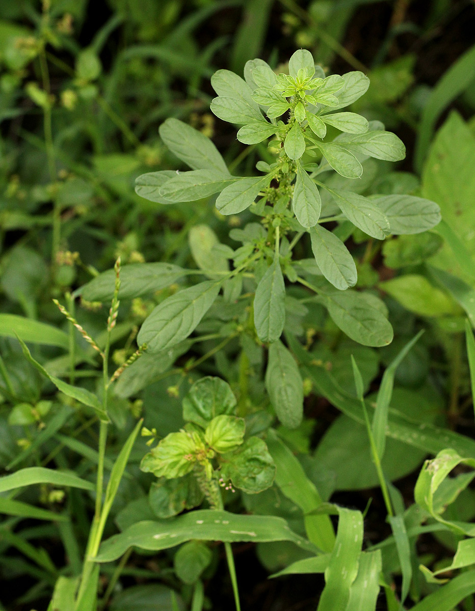 Amaranthus thunbergii