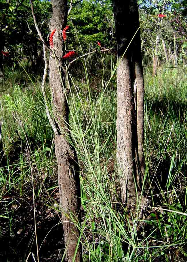 Centemopsis gracilenta Centemopsis gracilenta