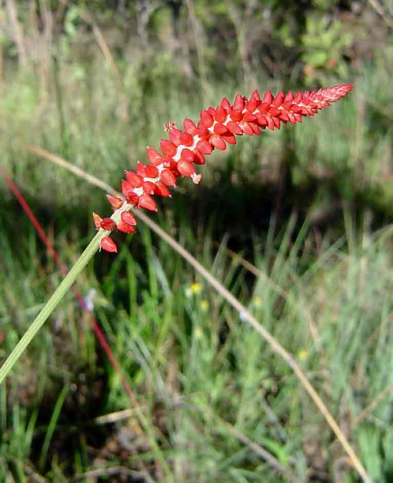 Centemopsis gracilenta Centemopsis gracilenta