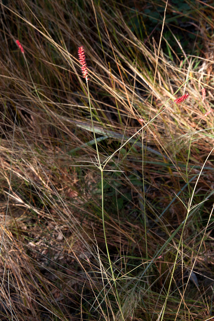 Centemopsis gracilenta Centemopsis gracilenta