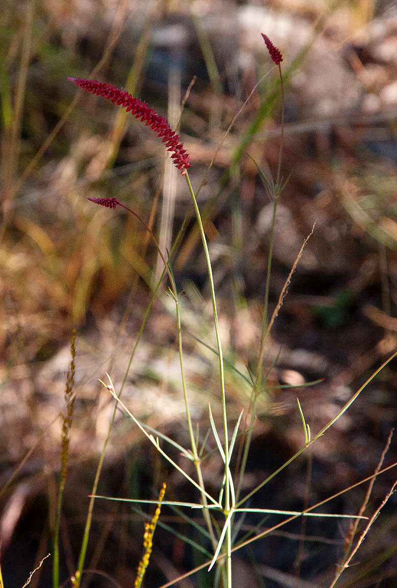 Centemopsis gracilenta Centemopsis gracilenta