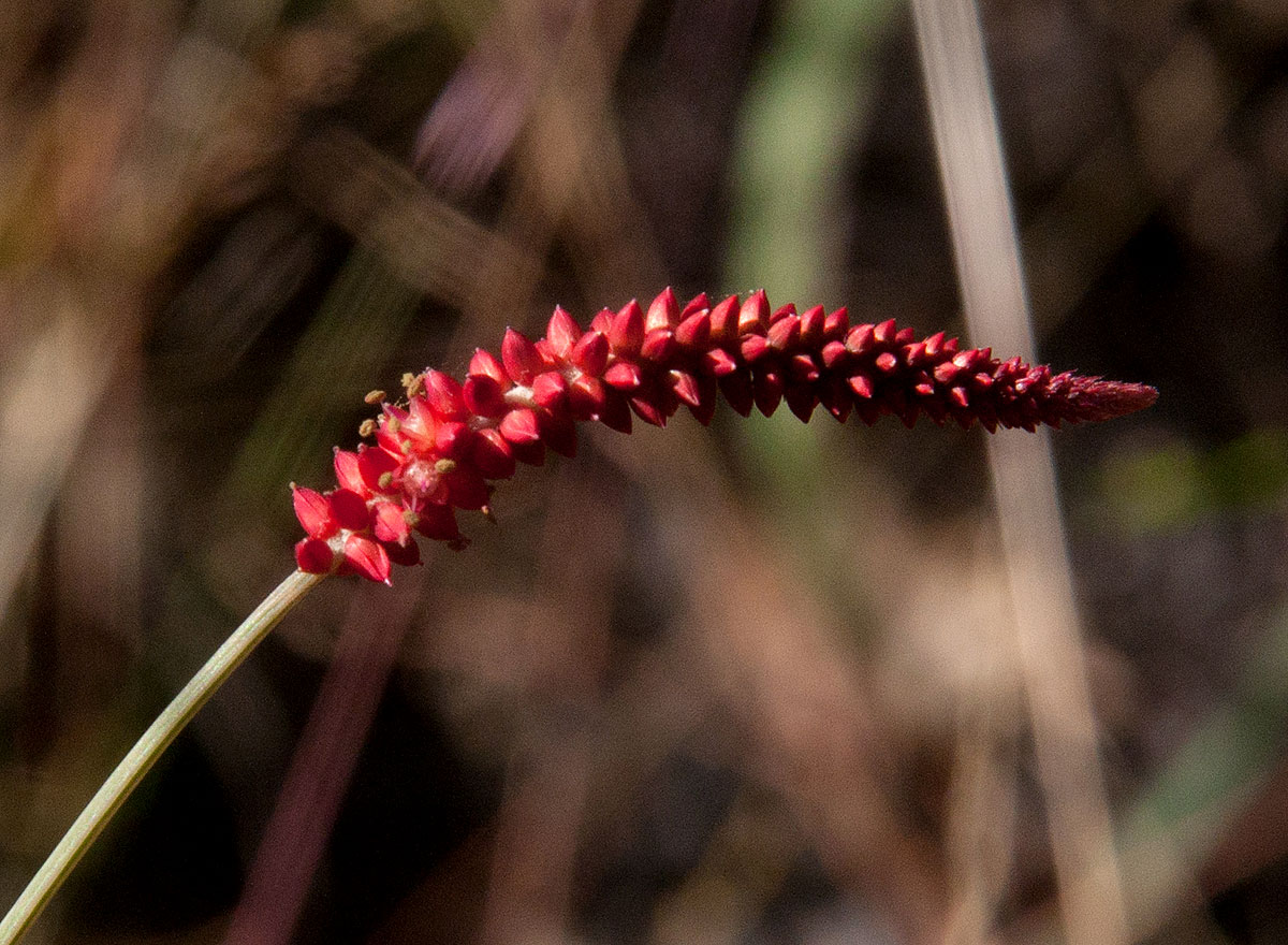 Centemopsis gracilenta Centemopsis gracilenta