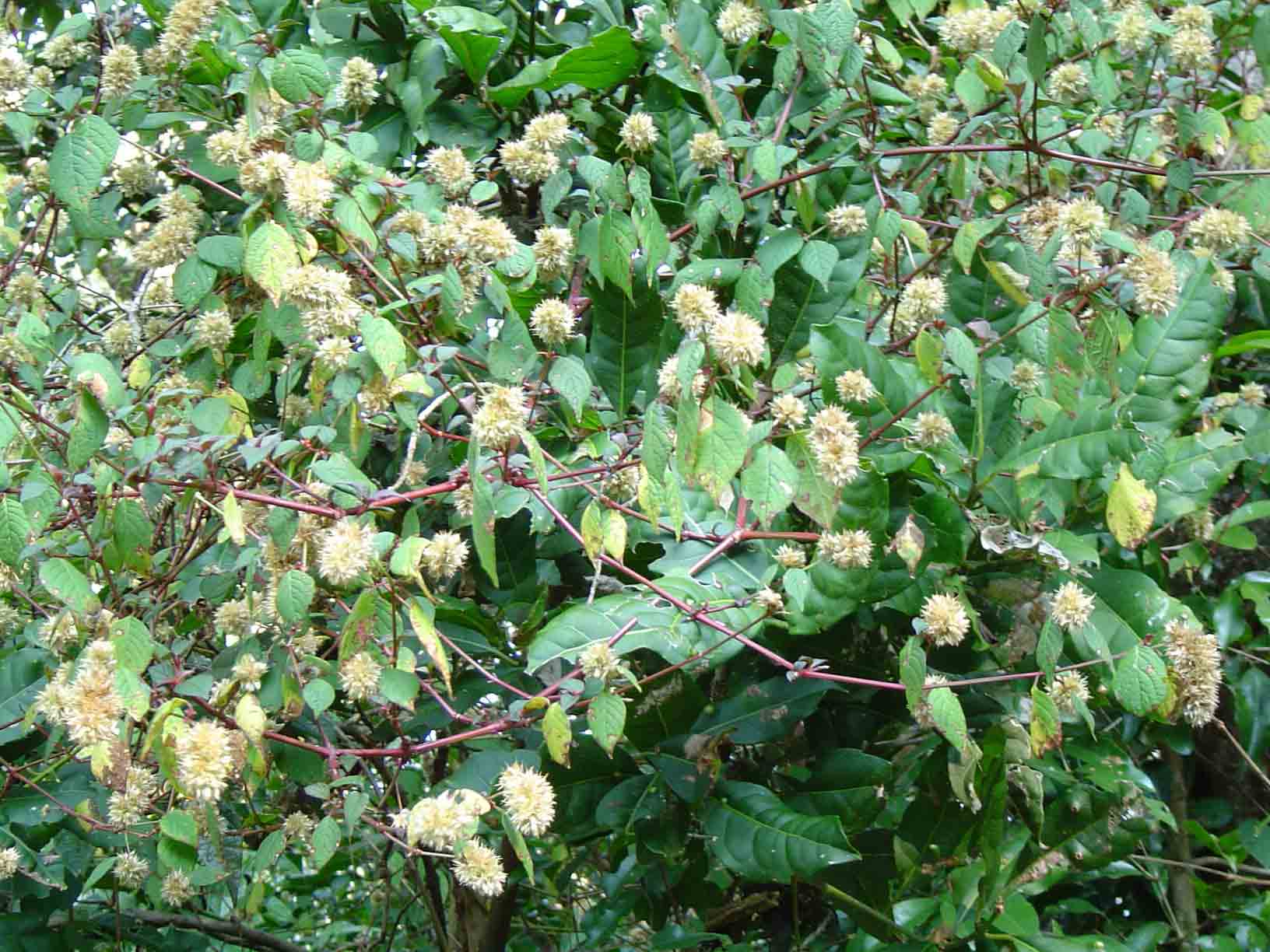 Cyathula cylindrica