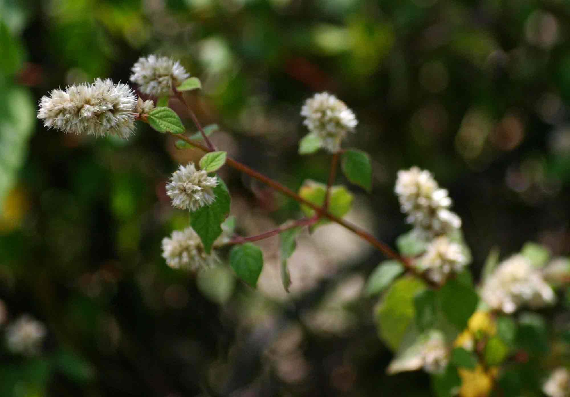 Cyathula cylindrica