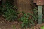 Pupalia micrantha