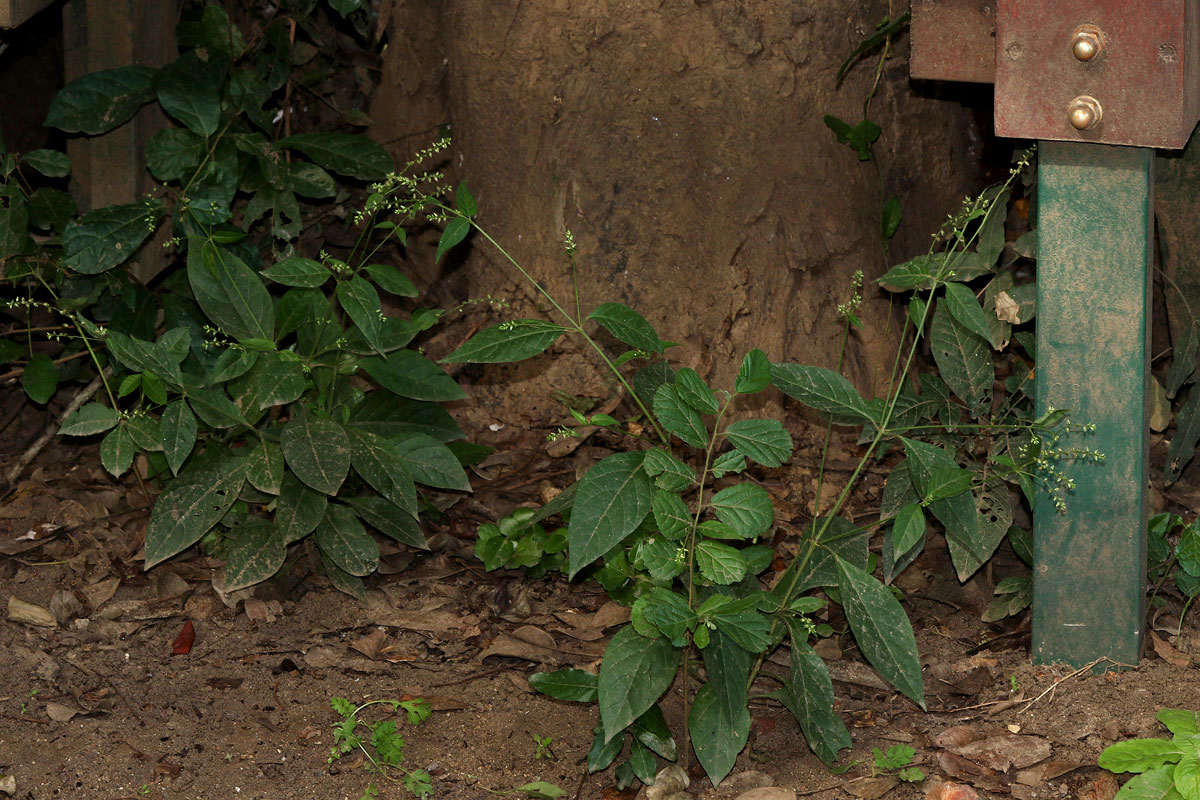 Pupalia micrantha Pupalia micrantha