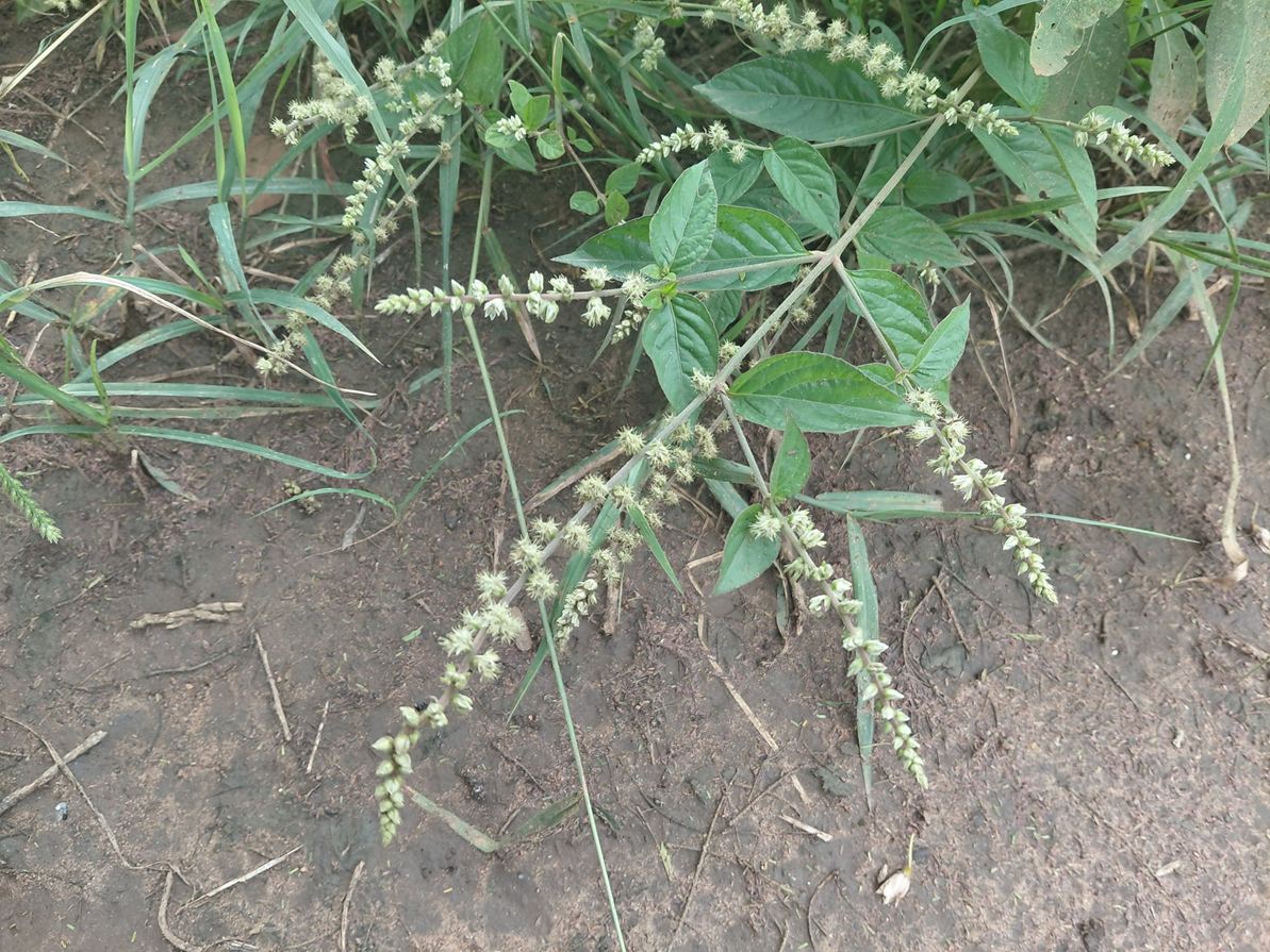 Pupalia micrantha