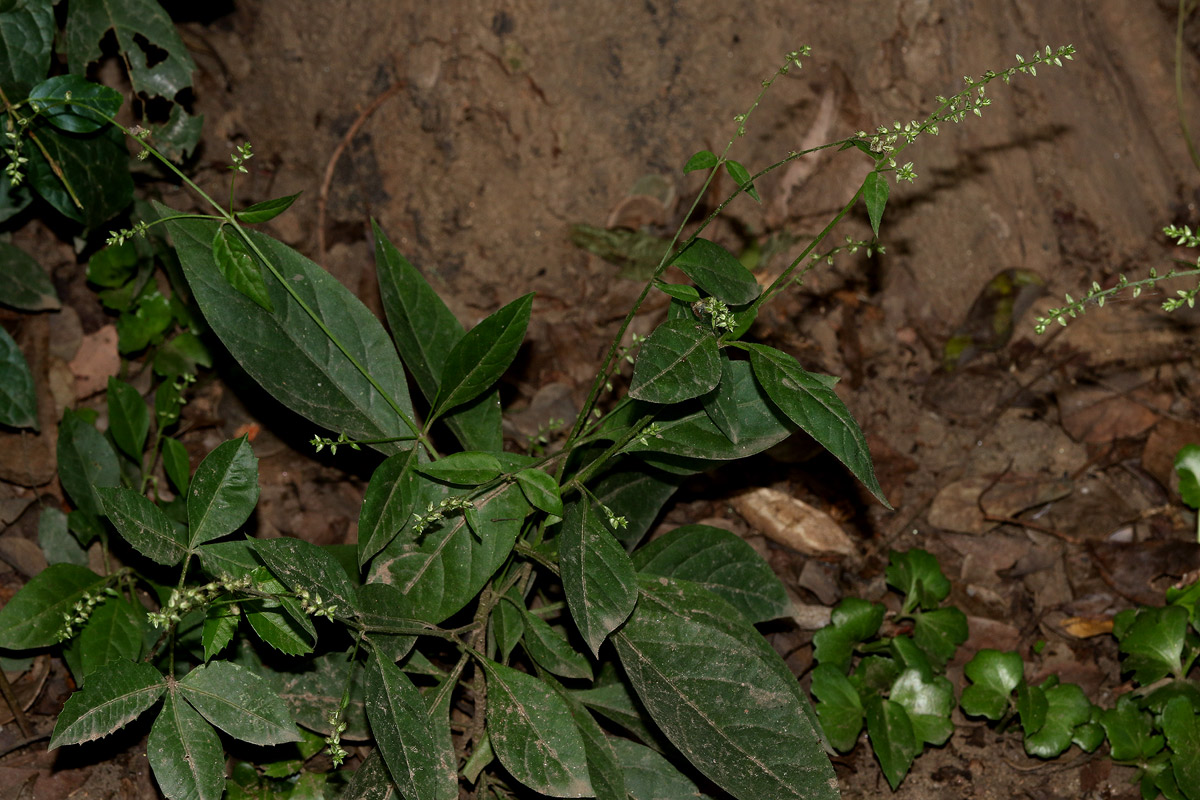Pupalia micrantha Pupalia micrantha