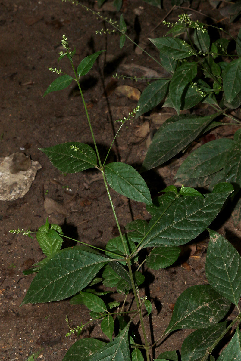 Pupalia micrantha Pupalia micrantha