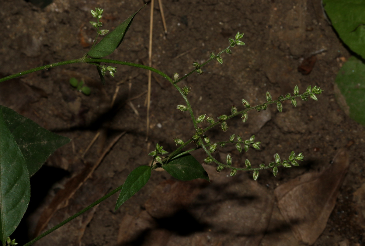 Pupalia micrantha Pupalia micrantha
