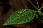Pupalia micrantha