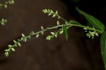 Pupalia micrantha