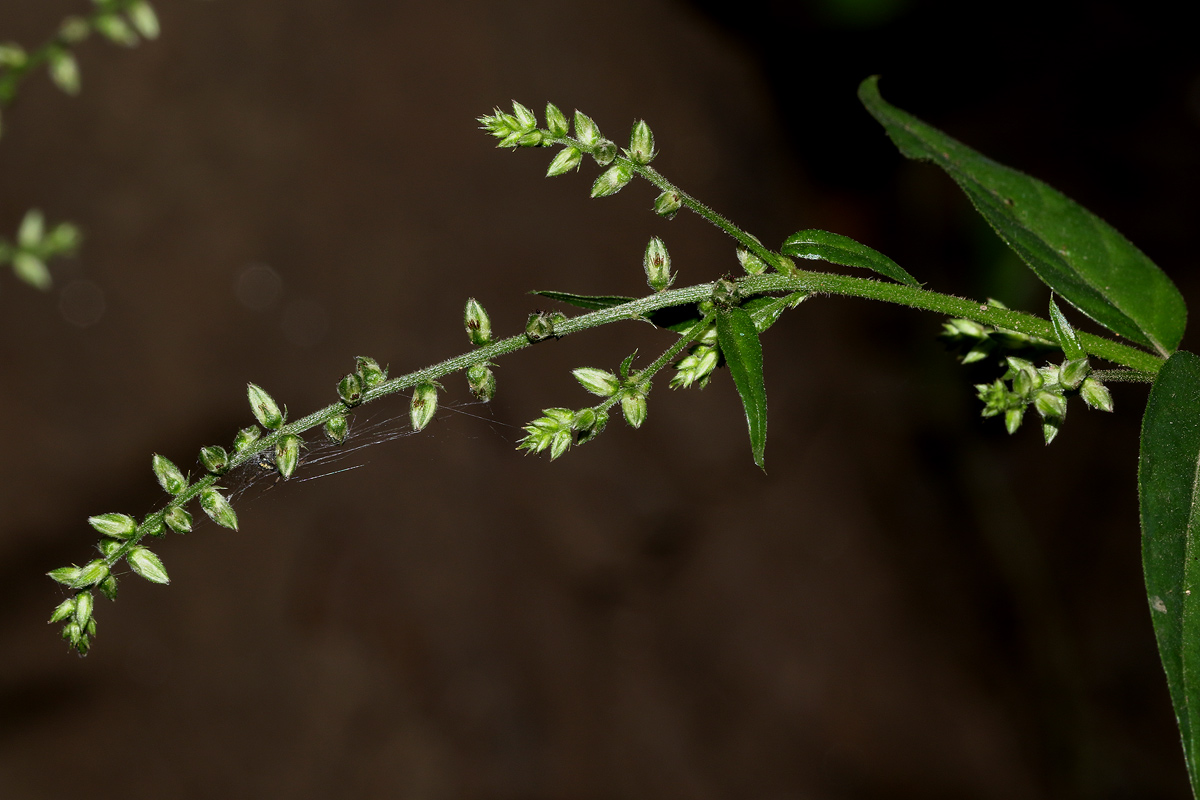 Pupalia micrantha