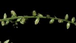 Pupalia micrantha