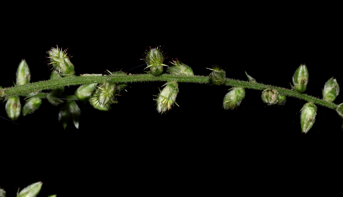 Pupalia micrantha Pupalia micrantha