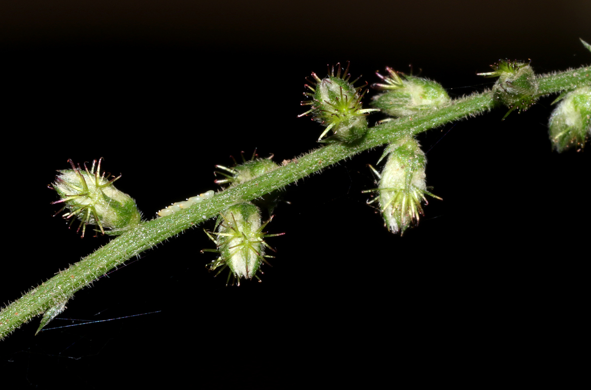 Pupalia micrantha