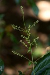 Pupalia micrantha