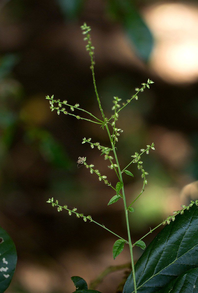 Pupalia micrantha