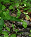 Psilotrichum scleranthum