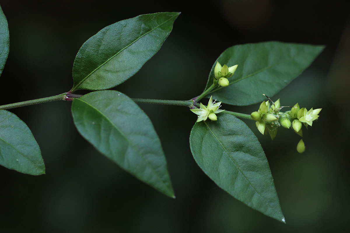 Psilotrichum scleranthum