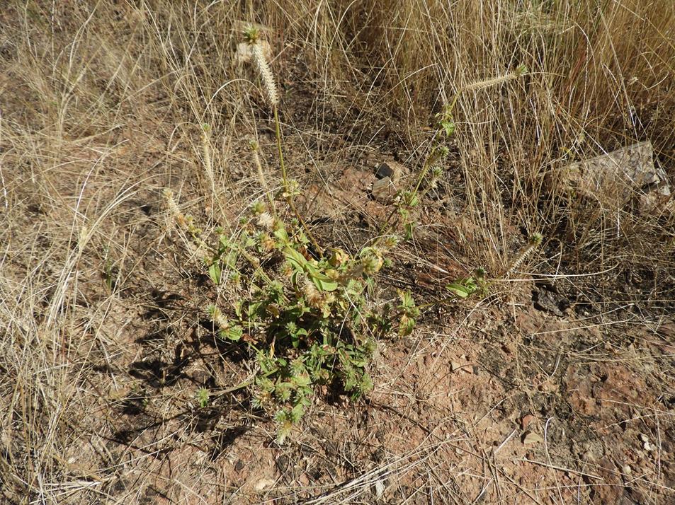Pandiaka rubrolutea