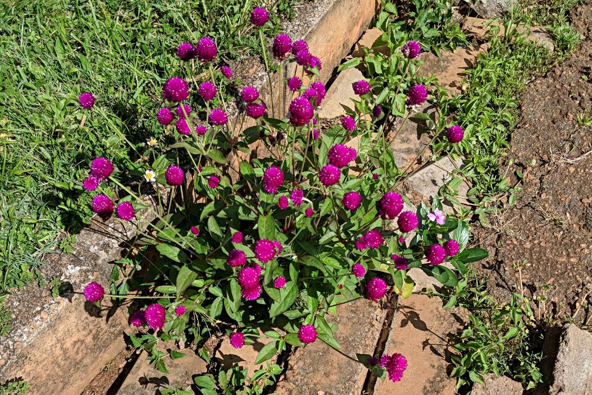 Gomphrena globosa