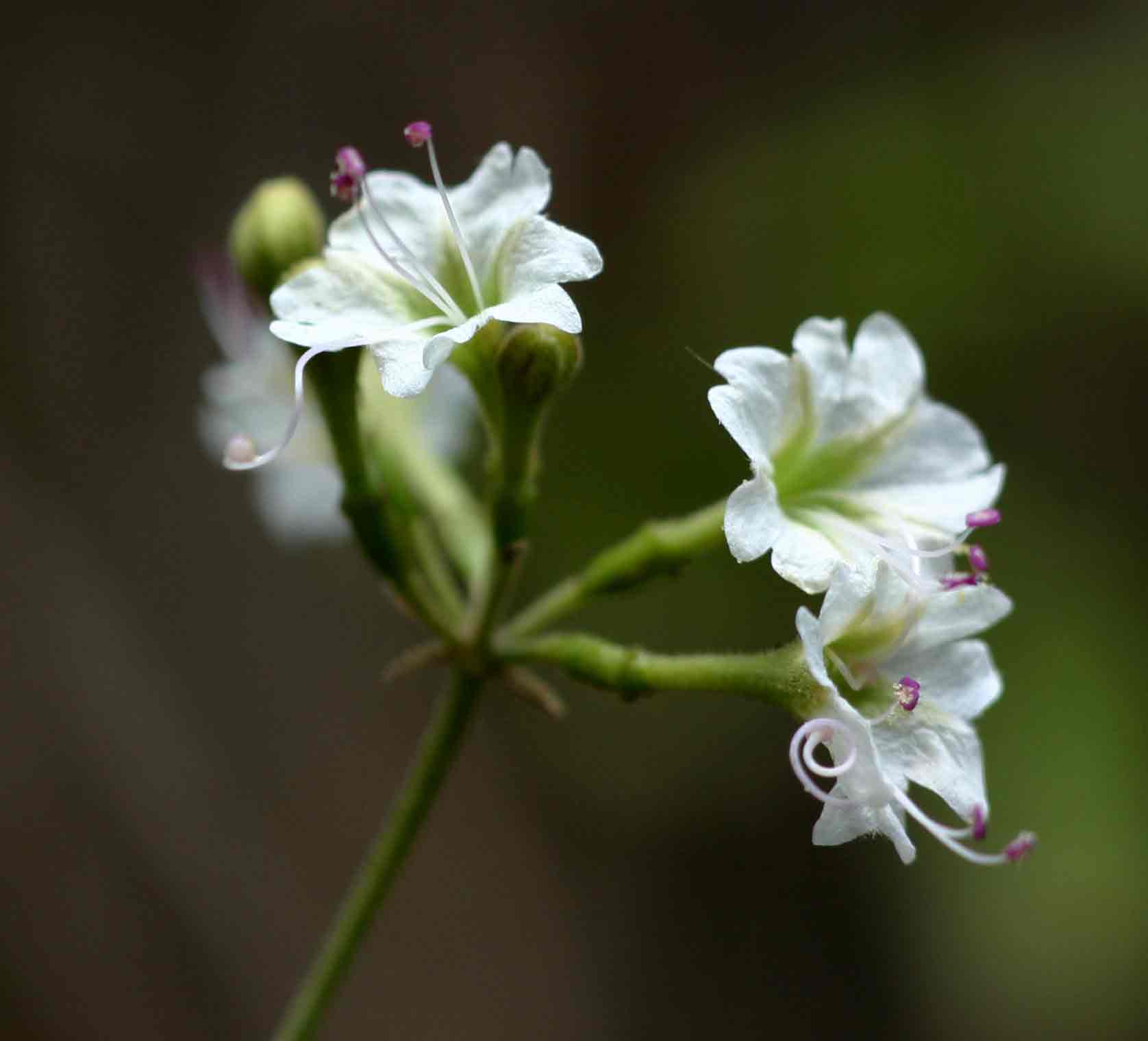 Commicarpus plumbagineus