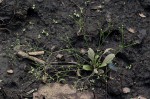 Paramollugo nudicaulis