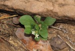 Paramollugo nudicaulis