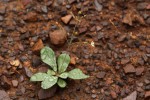 Paramollugo nudicaulis