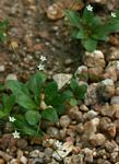 Paramollugo nudicaulis