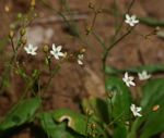Paramollugo nudicaulis