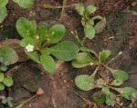 Paramollugo nudicaulis