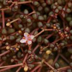 Portulaca rhodesiana