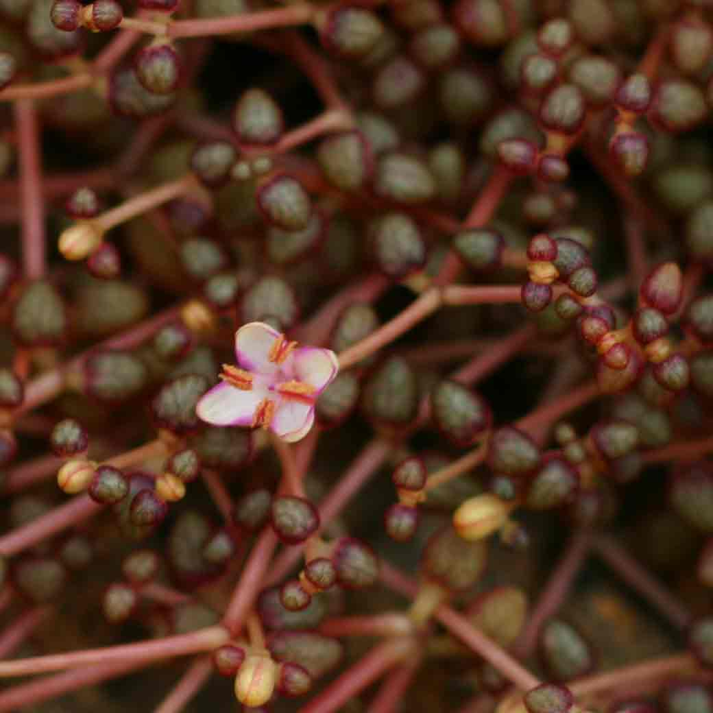Portulaca rhodesiana