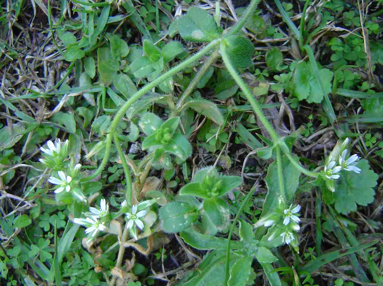 Cerastium glomeratum