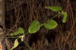 Drymaria cordata