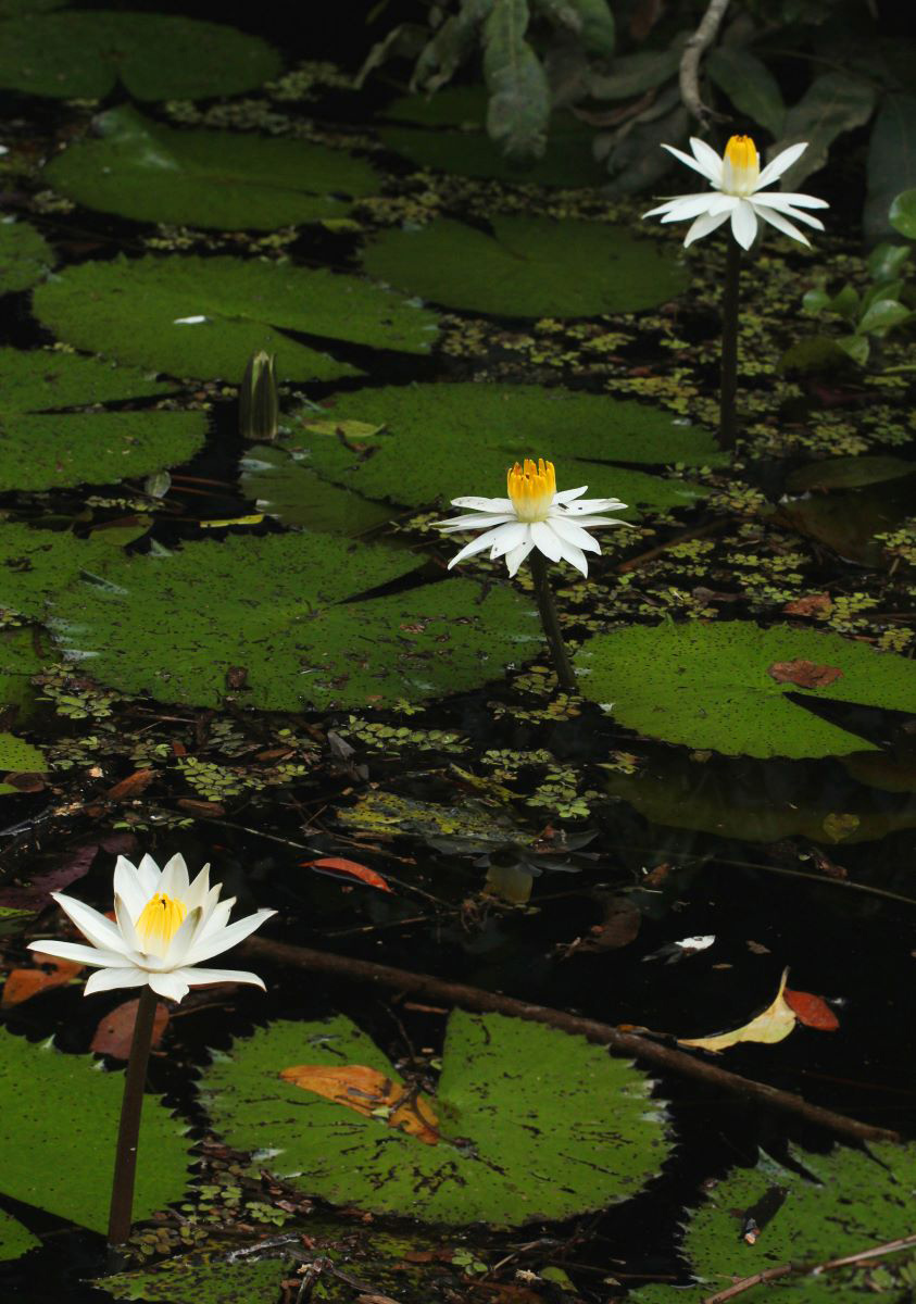 Nymphaea lotus Nymphaea lotus