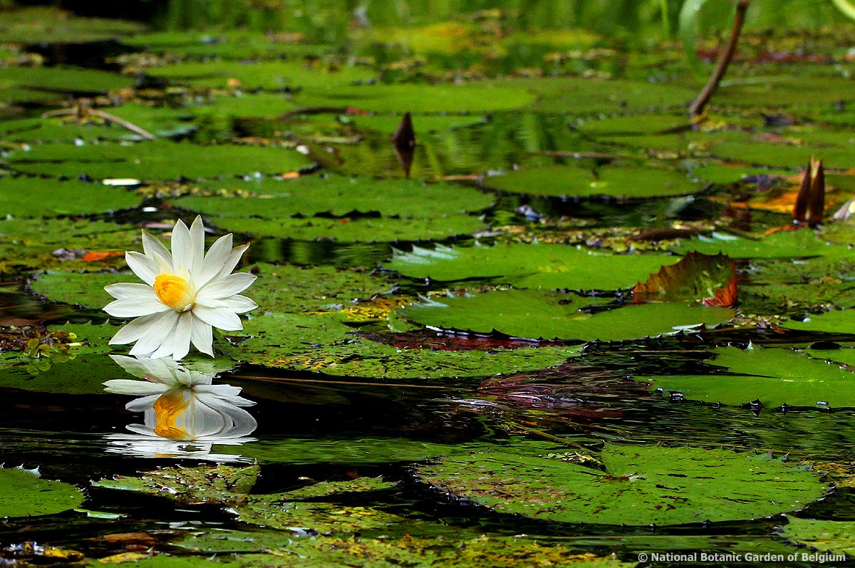 Nymphaea lotus Nymphaea lotus