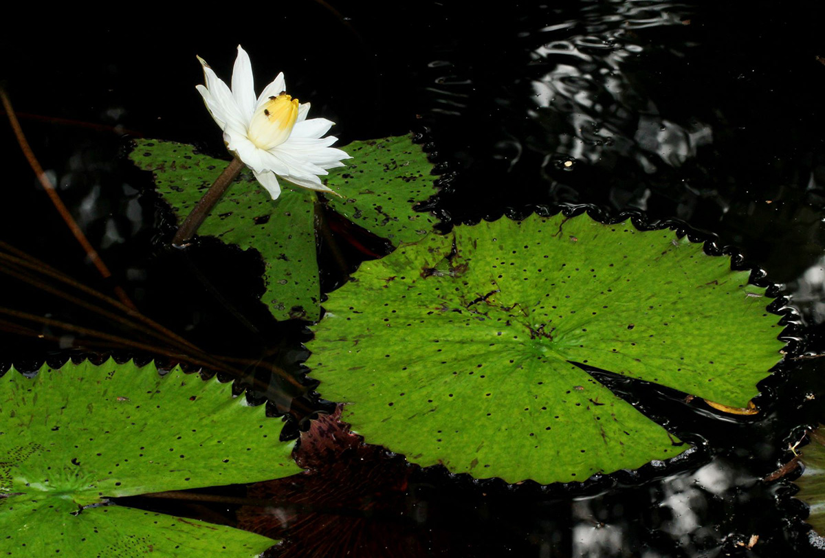 Nymphaea lotus Nymphaea lotus