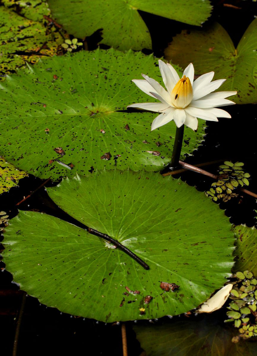 Nymphaea lotus