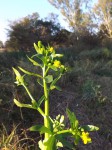 Ranunculus sceleratus