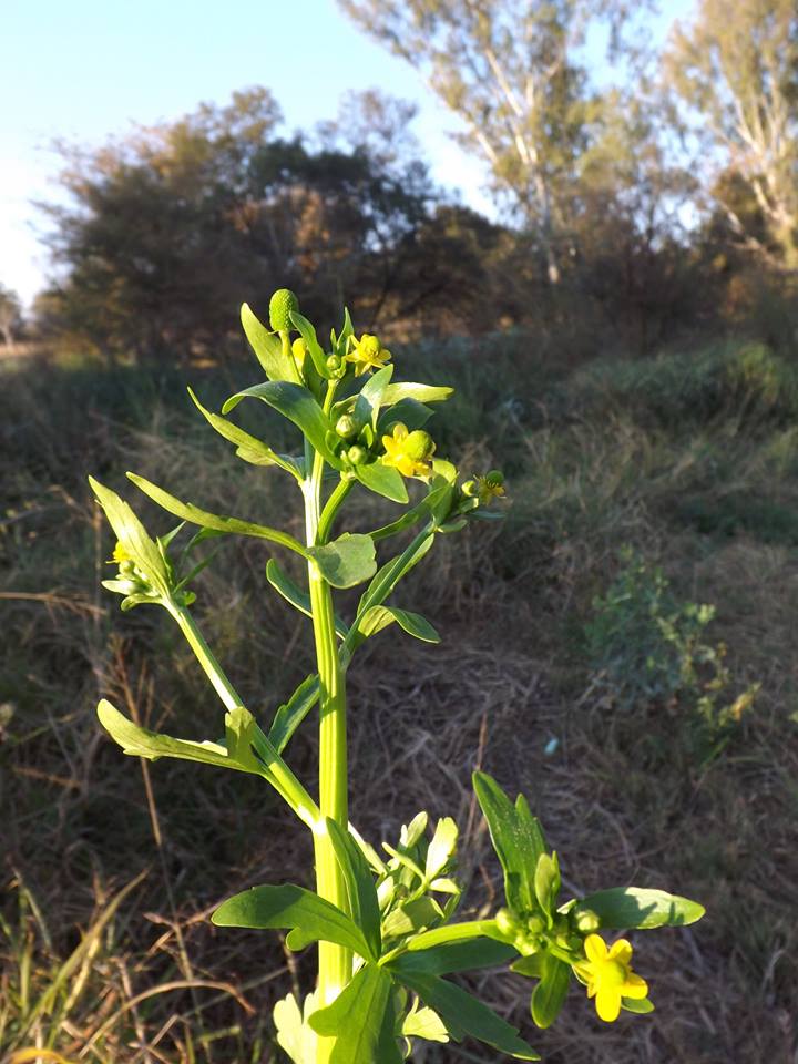 Ranunculus sceleratus