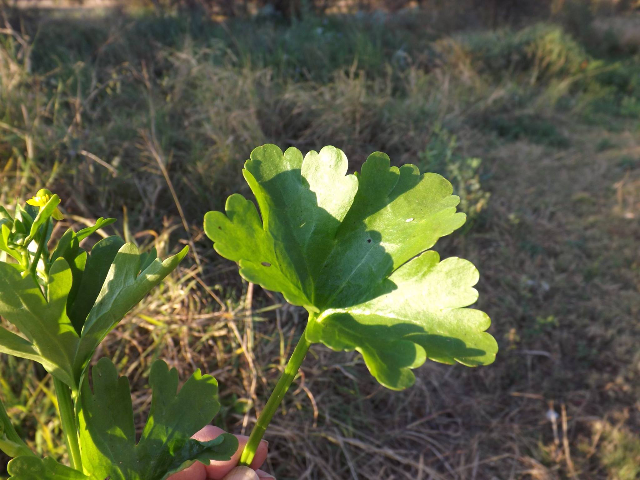 Ranunculus sceleratus