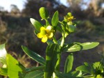 Ranunculus sceleratus