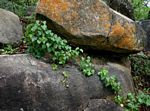 Tinospora afra
