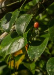 Tinospora afra