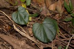 Tinospora afra